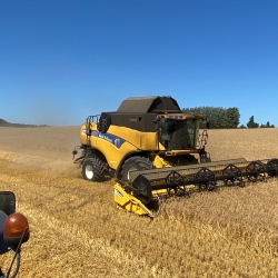 Køb og salg af New Holland mejetærsker i gang med høst af hvede på mark i Vejle, Danmark under klar blå himmel